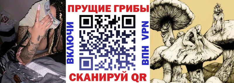 Галлюциногенные грибы Psilocybine cubensis  хочу   Богородск 
